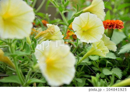 ペチュニアの花 104841925