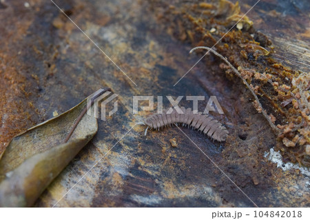 歩き回るヤスデの仲間 104842018