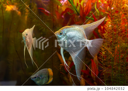 Tropical fish Pterophyllum scalare altum, angelfish swimming in aquarium with red seaweed. Tropical fish Pterophyllum scalare altum, angelfish swimming in aquarium with red seaweed. 104842032