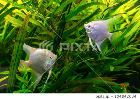 Tropical fish Pterophyllum scalare altum, angelfish swimming in aquarium with green seaweed. Tropical fish Pterophyllum scalare altum, angelfish swimming in aquarium with green seaweed. 104842034
