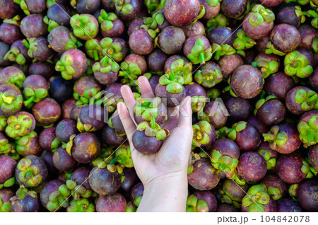 Close-up of someone hand holding Mangosteen in fruits market. 104842078