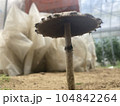 キノコの下の部分 104842264