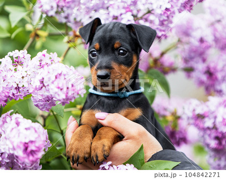 Close-up portrait of a black and tan miniature pinscher puppy in lilac colors.  104842271