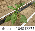 アザミウマの食害を受けたピーマンの苗木 104842275