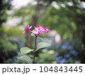 光を浴びて輝く満開の朝顔 104843445