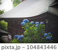 青い紫陽花 104843446