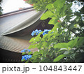 紫陽花に包まれた寺 104843447