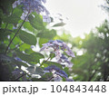 紫陽花のある風景 104843448