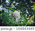 白い紫陽花 104843449