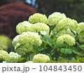 白いアジサイ 104843450