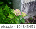 岩場に咲くピンク色のアジサイの花 104843451