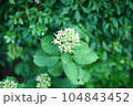 雨に濡れた花 104843452