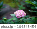 梅雨の晴れ間に咲くピンク色の紫陽花 104843454