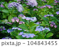 青いガクアジサイ 104843455