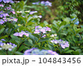 青い紫陽花 104843456