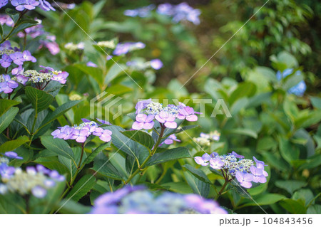 青い紫陽花 104843456