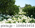 白いアジサイと青空 104843458