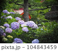 梅雨の晴れ間に咲く紫陽花 104843459