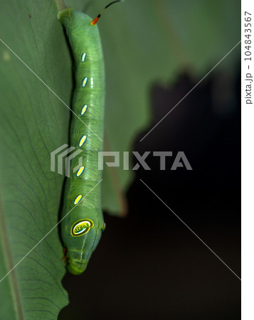 Caterpillar Oleander Hawk Moth eating the leaf Caterpillar Oleander Hawk Moth eating the leaf 104843567