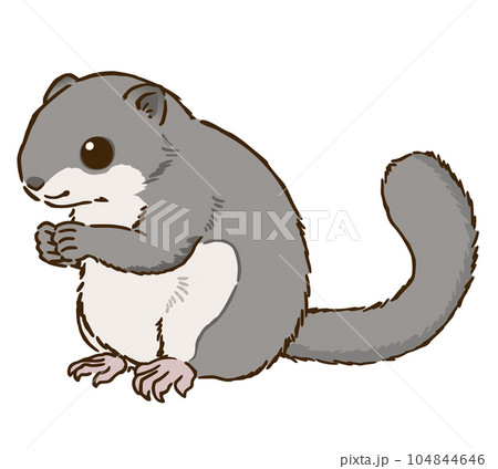 エゾモモンガ エゾモモンガ 104844646