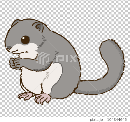 エゾモモンガ エゾモモンガ 104844646