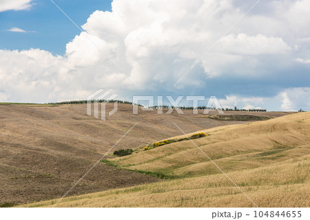 Picturesque landscape of Tuscany countryside with golden rolling hills with isolated cypress trees against blue sky 104844655