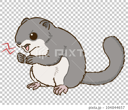 angry flying squirrel 104844657
