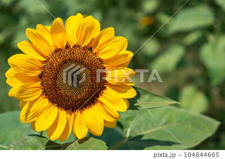 ひまわりの花・向日葵・夏 104844665