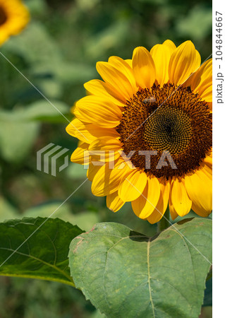 ひまわりの花・向日葵・夏 104844667