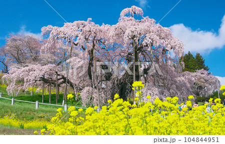 一本桜 - 三春滝桜（2023年） 104844951