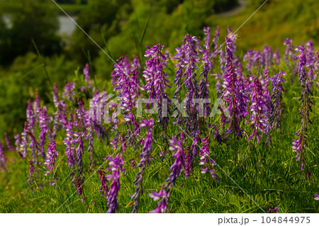 Vetch, vicia cracca valuable honey plant, fodder, and medicinal plant. Fragile purple flowers background. Woolly or Fodder Vetch blossom in spring garden Vetch, vicia cracca valuable honey plant, fodder, and medicinal plant. Fragile purple flowers background. Woolly or Fodder Vetch blossom in spring garden 104844975