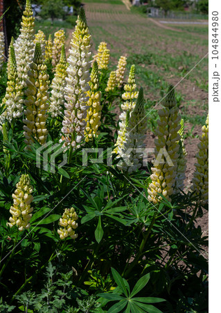 White tall Lupine flowers during spring blossom with selective focus and blurred background 104844980