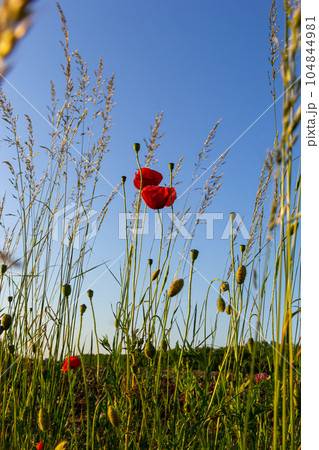 Papaver rhoeas or common poppy, red poppy is an annual herbaceous flowering plant in the poppy family, Papaveraceae, with red petals Papaver rhoeas or common poppy, red poppy is an annual herbaceous flowering plant in the poppy family, Papaveraceae, with red petals 104844981