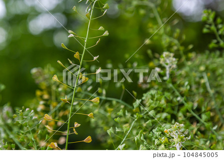 Capsella bursa-pastoris, known as shepherd's bag. Widespread and common weed in agricultural and garden crops. Medicinal plant in natural environment Capsella bursa-pastoris, known as shepherd's bag. Widespread and common weed in agricultural and garden crops. Medicinal plant in natural environment 104845005