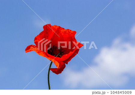 Papaver rhoeas or common poppy, red poppy is an annual herbaceous flowering plant in the poppy family, Papaveraceae, with red petals 104845009