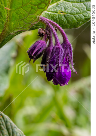 In the meadow, among wild herbs the comfrey Symphytum officinale is blooming 104845038