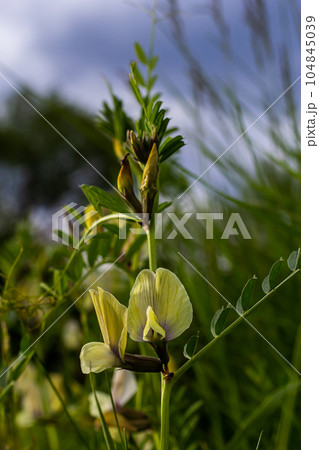 A large yellow vetch or big flower vetch. Vicia grandiflora. Wild plant shot in the spring A large yellow vetch or big flower vetch. Vicia grandiflora. Wild plant shot in the spring 104845039