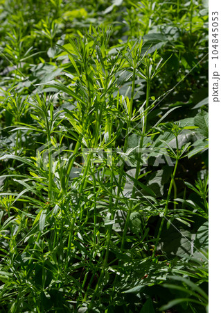The Cleavers Galium aparine have been used in the traditional medicine for treatment of disorders of the diuretic, lymph systems and as a detoxifier The Cleavers Galium aparine have been used in the traditional medicine for treatment of disorders of the diuretic, lymph systems and as a detoxifier 104845053