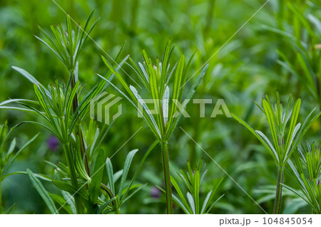The Cleavers Galium aparine have been used in the traditional medicine for treatment of disorders of the diuretic, lymph systems and as a detoxifier The Cleavers Galium aparine have been used in the traditional medicine for treatment of disorders of the diuretic, lymph systems and as a detoxifier 104845054