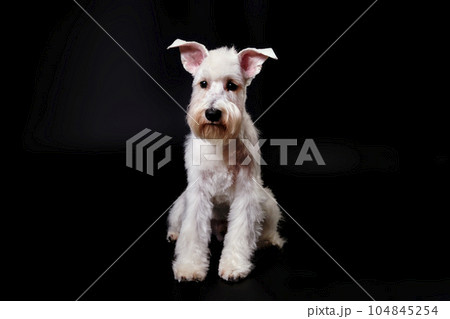 Miniature Schnauzer white on the black background 104845254