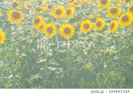 ノスタルジックな風景 イメージ 104845284