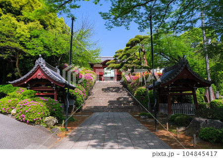 東京都文京区 護国寺 参道 東京都文京区 護国寺 参道 104845417