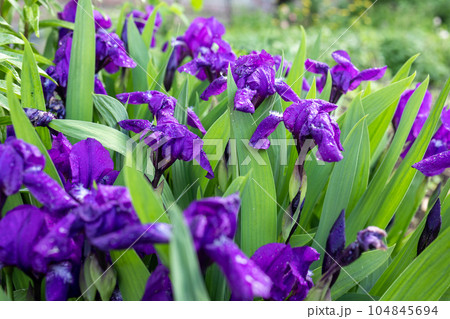 Purple iris flowers among green foliage. Purple iris flowers among green foliage. 104845694