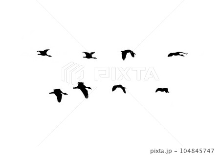 flock of birds backlit isolate 104845747