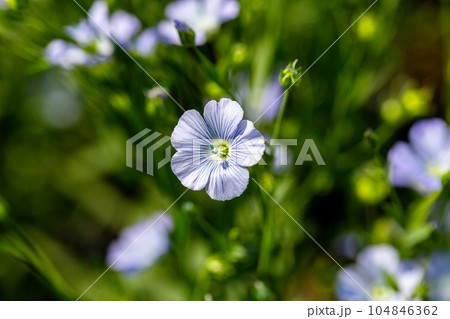 Flax linseed flower and flaxseed plant blossom field. Linum usitatissimum or common flax flower, linseed, flaxseed oil crop. Close up of blue flax seed flower in linseed garden Flax linseed flower and flaxseed plant blossom field. Linum usitatissimum or common flax flower, linseed, flaxseed oil crop. Close up of blue flax seed flower in linseed garden 104846362