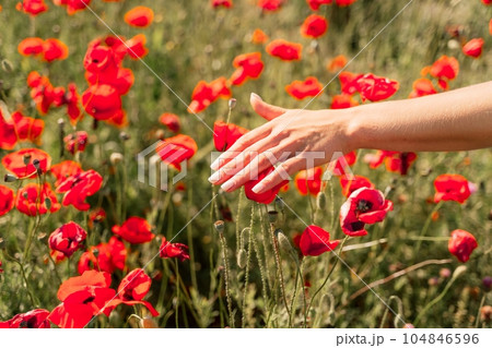 Woman hand poppies field. Close up of woman hand touching poppy flower in a field. Woman hand poppies field. Close up of woman hand touching poppy flower in a field. 104846596