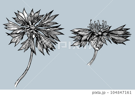 Set of vector hand drawn Cornflower...のイラスト素材 [104847161] - PIXTA