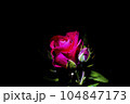 Blooming red rose flower in night darkness. 104847173