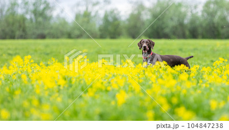 A short-haired German Hound (Kurzhaar) stands on a green grassy field with yellow flowers. A short-haired German Hound (Kurzhaar) stands on a green grassy field with yellow flowers. 104847238