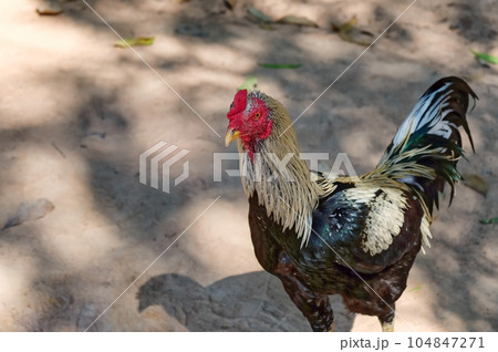 A rooster, a bird with a beautiful multicolored plumage. 104847271